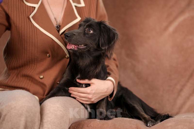 Собаки в Москве: Длинношерстная шоколадная коротколапая Агафья в добрые руки Девочка, Бесплатно - фото 5