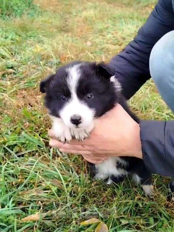 Собаки в Самаре: Люся Девочка, 25 000 руб. - фото 1