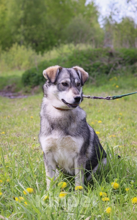 Собаки в Подольске: Собака 2х лет Альфа в добрые руки  Девочка, Бесплатно - фото 2