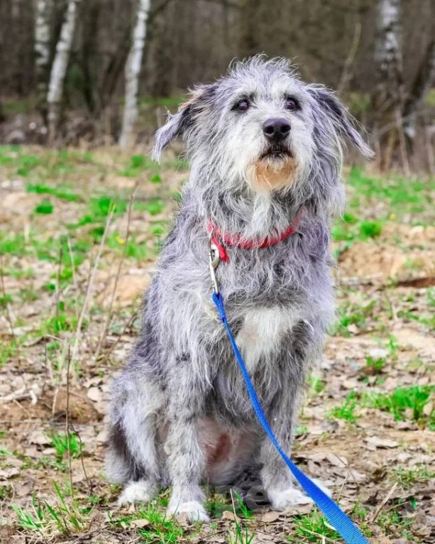 Собаки в Москве: Храбрая Мегги в дар Девочка, Бесплатно - фото 2