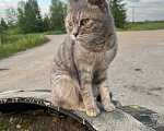 Кошки в Могоче: Кошечка в добрые руки Девочка, Бесплатно - фото 3