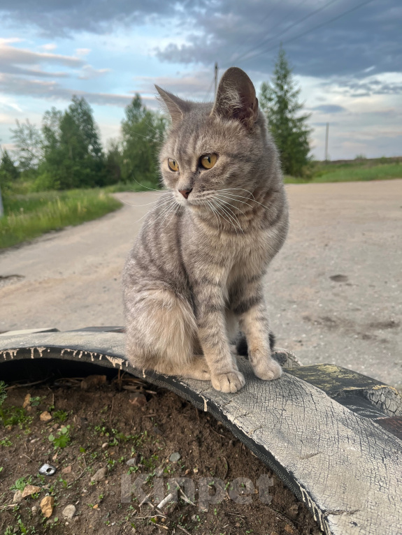 Кошки в Могоче: Кошечка в добрые руки Девочка, Бесплатно - фото 3