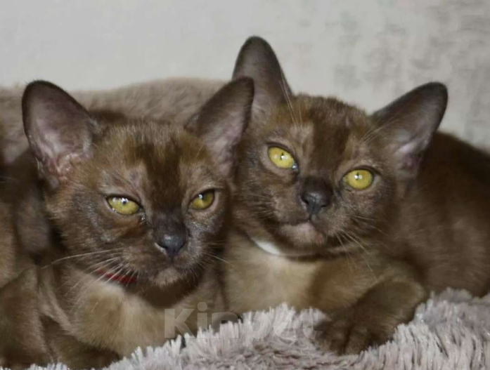 Кошки в Ковровом: Бурманская кошка с документами Девочка, Бесплатно - фото 2