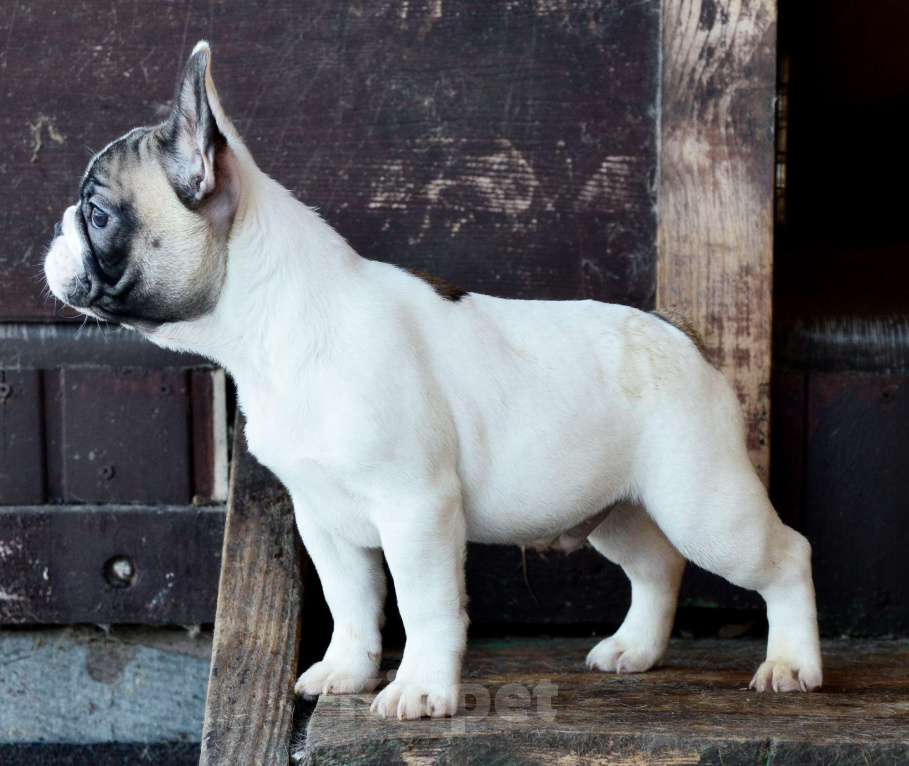 Собаки в Старом Купавне: Щенок Французский бульдог Мальчик, Бесплатно - фото 5
