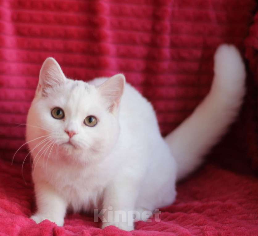 Кошки в Магнитогорске: Queen of Beauty Marshmallow  Девочка, Бесплатно - фото 1