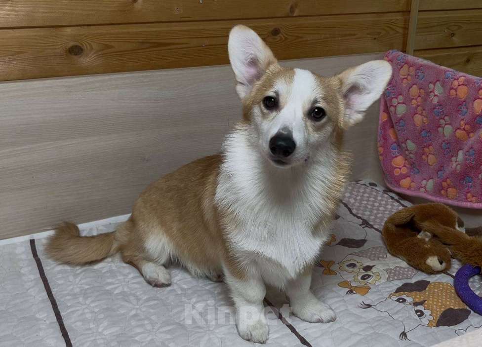 Собаки в Москве: Вельш корги пемброк девочка с хвостиком Девочка, 25 000 руб. - фото 10