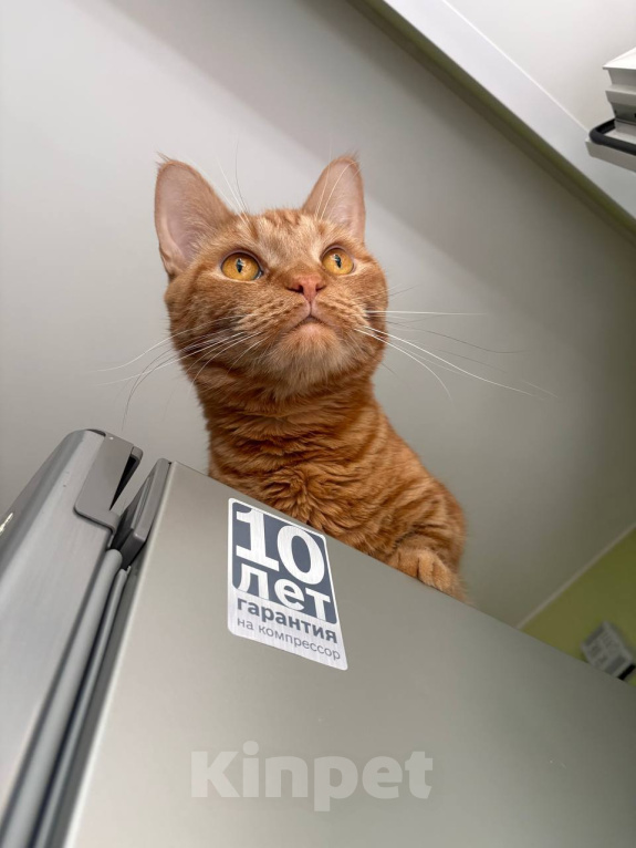 Кошки в Москве: Рыжик в подъезде Мальчик, 99 руб. - фото 6