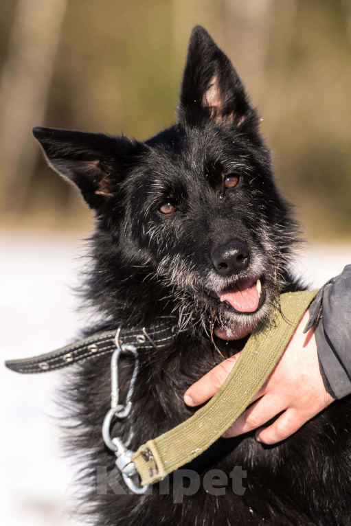 Собаки в Клине: Веста — добродушная собачка Девочка, Бесплатно - фото 10