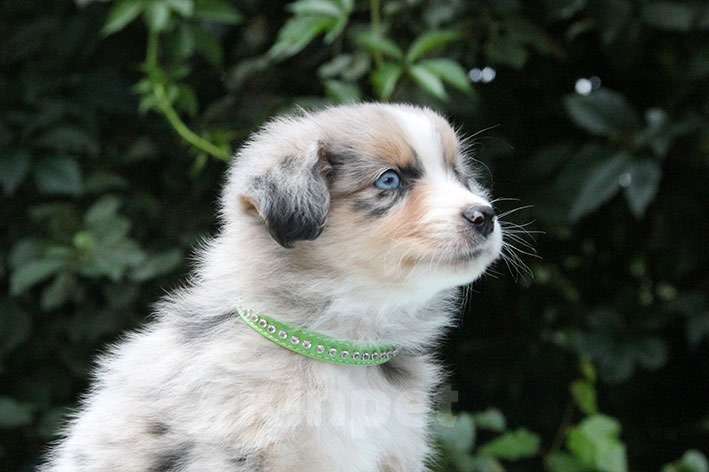 Собаки в Пушкино: Мальчик мини аусси голубой мрамор  Мальчик, 100 000 руб. - фото 3