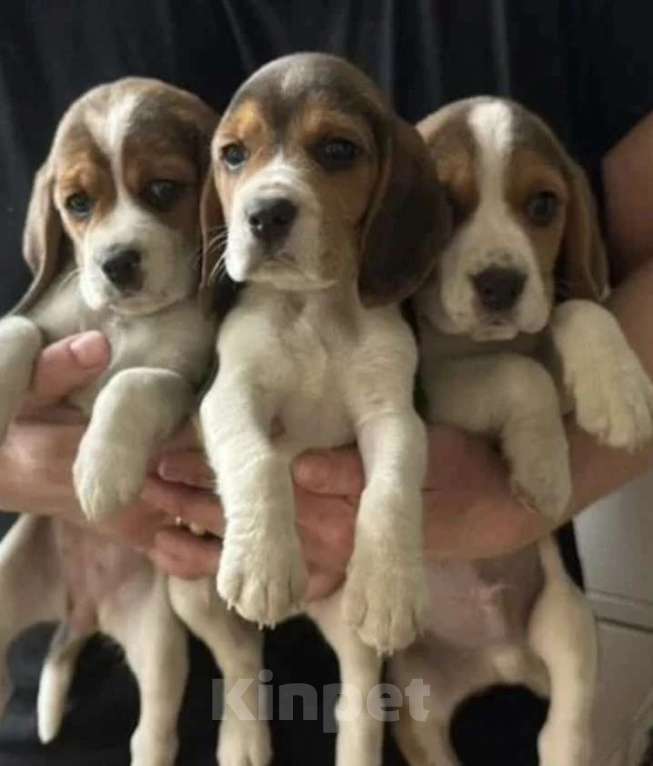 Собаки в Москве: Щенки бигля с документами Мальчик, 25 000 руб. - фото 2