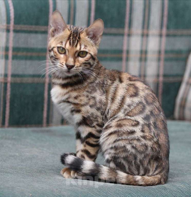 Кошки в Барнауле: Котенок подросток - маленький леопард Девочка, 15 000 руб. - фото 1