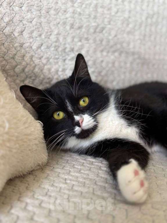 Кошки в Балашихе: Котик Лимончелло в добрые руки Мальчик, Бесплатно - фото 5