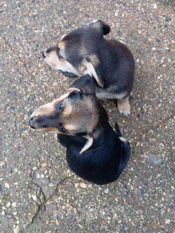 Собаки в других городах Московской области: Отдам в добрые руки Мальчик, Бесплатно - фото 2