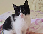 Кошки в Сочи: Котенок в добрые руки Девочка, Бесплатно - фото 1