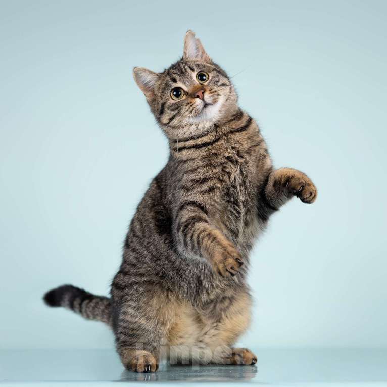 Кошки в Москве: Ласковая молодая кошечка ищет дом! Девочка, Бесплатно - фото 3