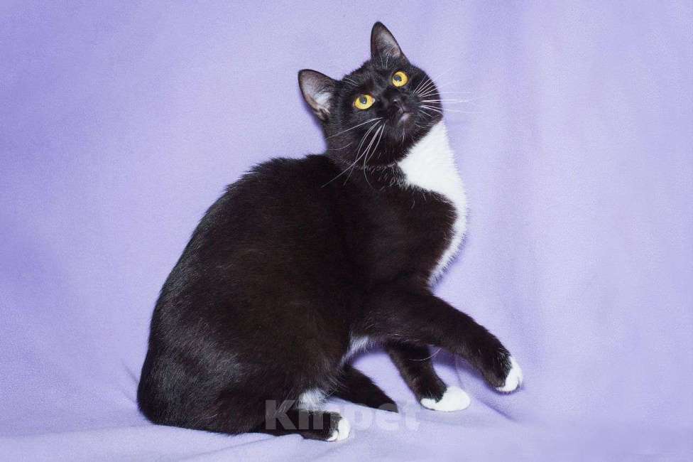 Кошки в Москве: Братик уехал, а Йенифер осталась дожидаться, когда же и ей повезет Девочка, Бесплатно - фото 2