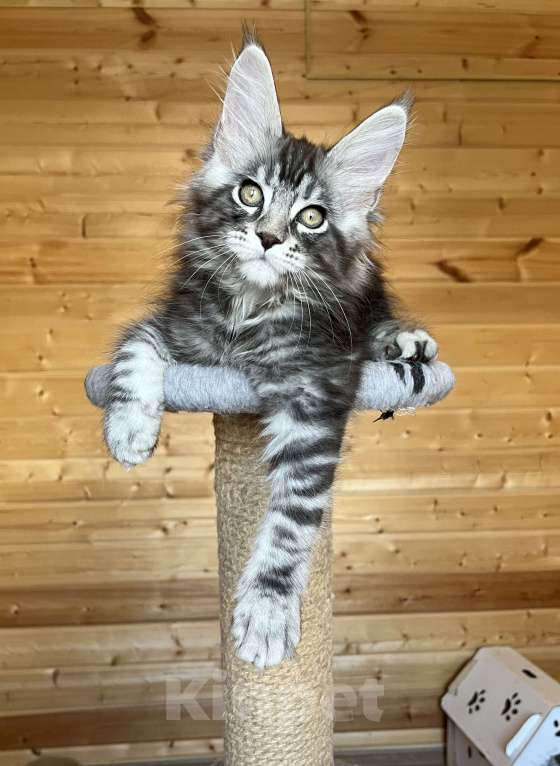 Кошки в других городах Московской области: Котенок Мальчик, 55 000 руб. - фото 3