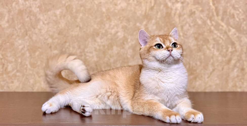 Кошки в Уфе: Золотой красавец Мальчик, Бесплатно - фото 1