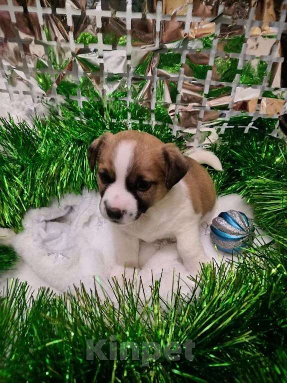 Собаки в Иркутске: Мальчик  Мальчик, 20 000 руб. - фото 1