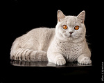 Кошки в Москве: Очень ласковая кошка с глазами- апельсинками Девочка, 5 руб. - фото 1