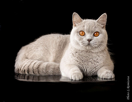 Объявление: Очень ласковая кошка с глазами- апельсинками, 5 руб., Москва