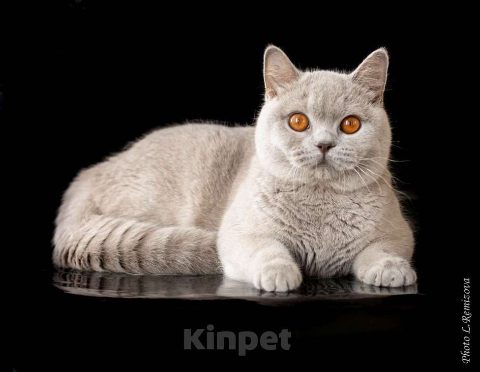 Кошки в Москве: Очень ласковая кошка с глазами- апельсинками Девочка, 5 руб. - фото 1