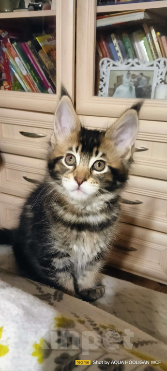 Кошки в Санкт-Петербурге: Бриллиант Аква Хулиган Девочка, 65 000 руб. - фото 3