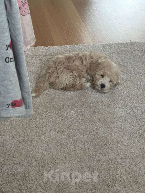 Собаки в Москве: Мальтипу Мальчик Мальчик, Бесплатно - фото 1