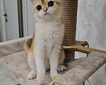 Кошки в Казани: Шотландский прямоухий котенок Девочка, 35 000 руб. - фото 3
