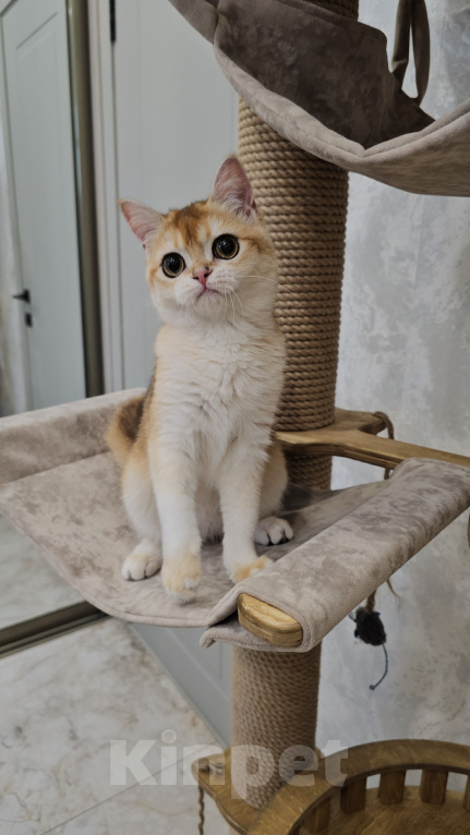 Кошки в Казани: Шотландский прямоухий котенок Девочка, 35 000 руб. - фото 3