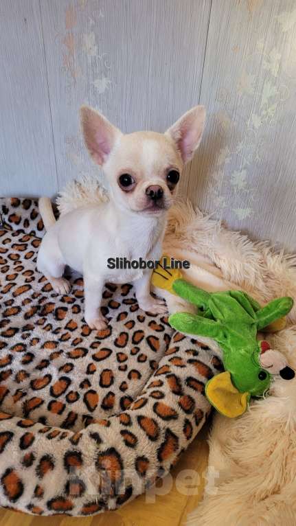 Собаки в Москве: Мальчик Чихуахуа  Мальчик, Бесплатно - фото 2