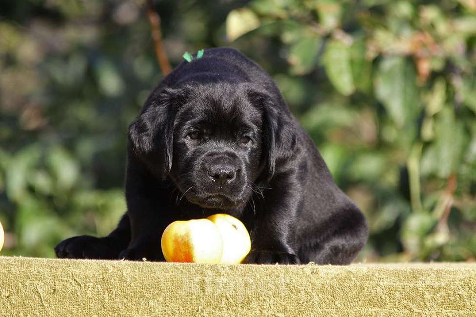 Собаки в Новороссийске: Лучший друг для активной семьи  Мальчик, Бесплатно - фото 6