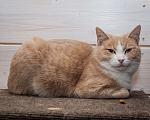 Кошки в других городах Московской области: Кошка в добрые руки Девочка, Бесплатно - фото 6