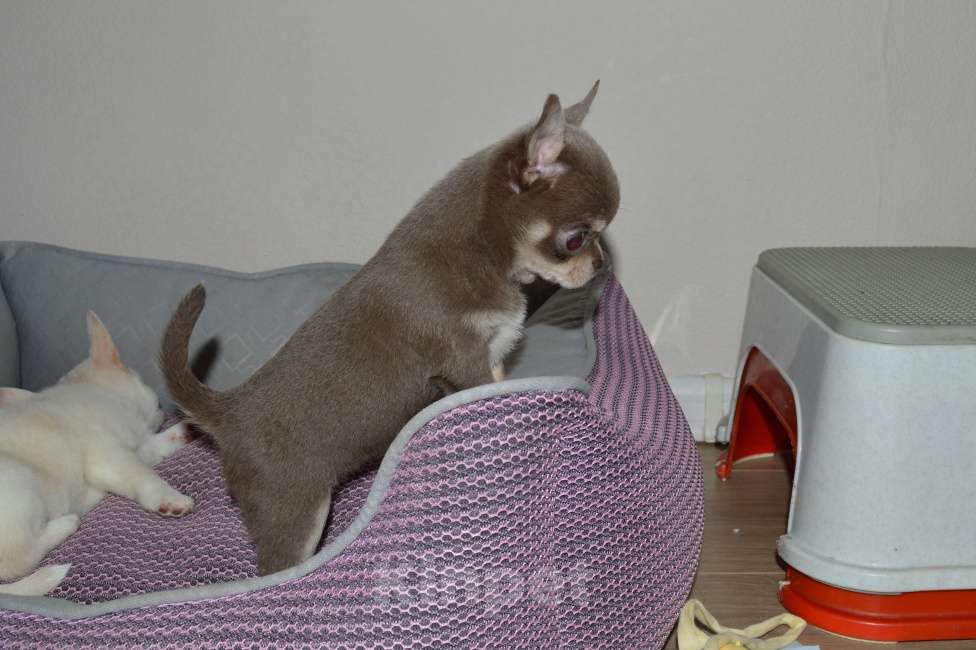 Собаки в Москве: Лиловая породная девочка чихуа Девочка, 65 000 руб. - фото 3