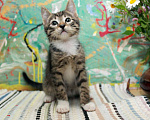 Кошки в Подольске: Крепыш Жорик — полосатый позитив. Котенок 2 мес в добрые руки. Мальчик, Бесплатно - фото 3