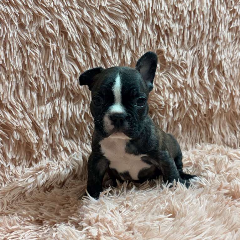 Собаки в Туле: Французский бульдог Мальчик, 25 000 руб. - фото 9