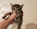 Кошки в Воронеже: Котенок в добрые руки Девочка, Бесплатно - фото 2