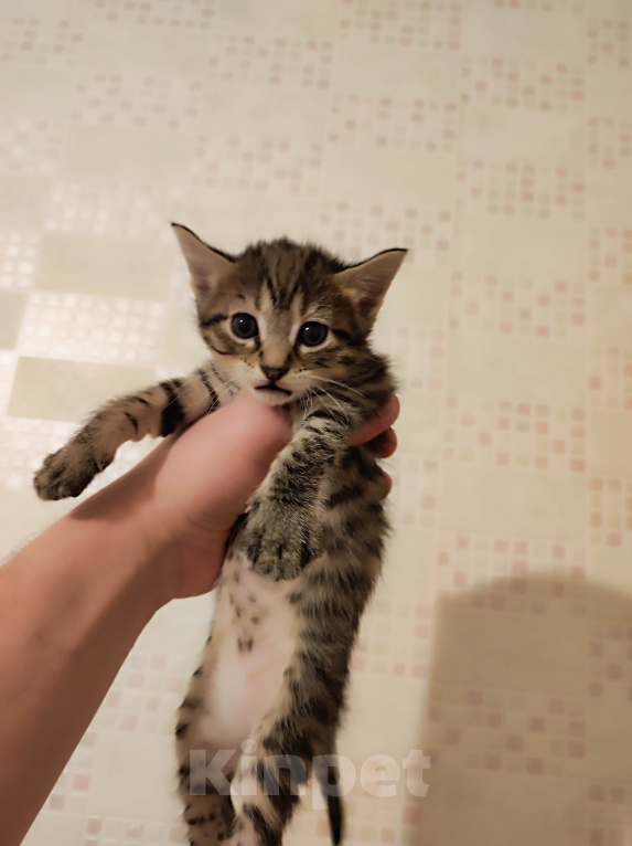 Кошки в Воронеже: Котенок в добрые руки Девочка, Бесплатно - фото 2