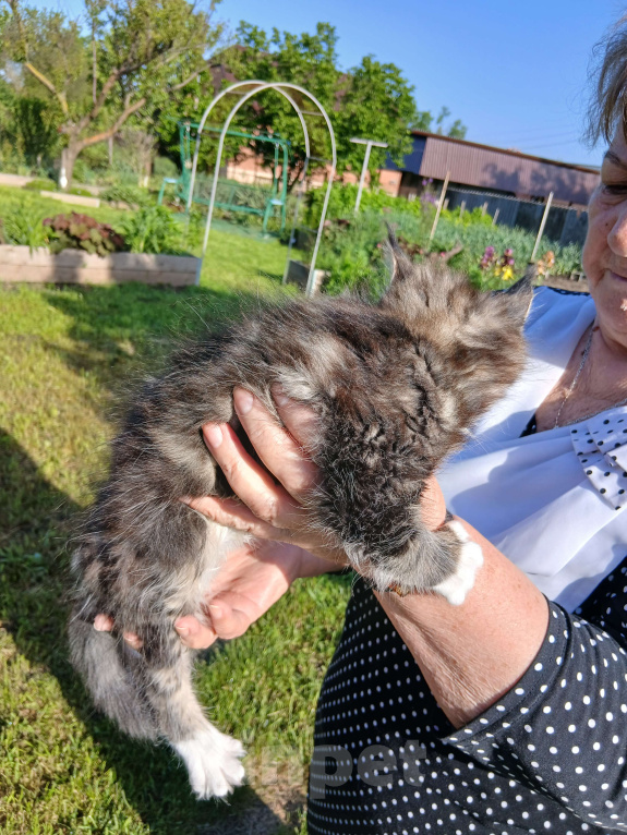 Кошки в Новоалександровске: Чистокровные котята мейн-кун 🐾 Мальчик, 30 000 руб. - фото 3
