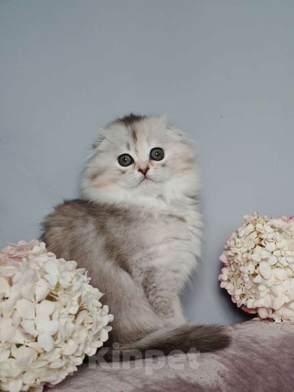 Кошки в Москве: Длинношертсная шотландская кошечка Девочка, 65 000 руб. - фото 3