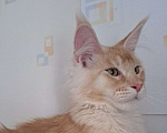 Кошки в Москве: Котята породы мейн-кун Мальчик, 35 000 руб. - фото 2