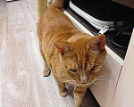 Кошки в Москве: Добрейший солнечный котик Рыжик ищет дом и доброе сердце Мальчик, Бесплатно - фото 1