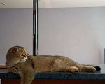 Кошки в Севастополе: Шотландская вислоухая., 25 000 руб. - фото 6