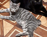 Кошки в Рязани: Продаются котята курильского бобтейла, 7 000 руб. - фото 4