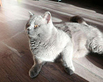 Кошки в Славгороде: Вязка британский кот, 700 руб. - фото 4
