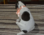 Собаки в Кореновске: Щенки породы курцхаар в питомнике IZ DIZERLAND Мальчик, 45 000 руб. - фото 9