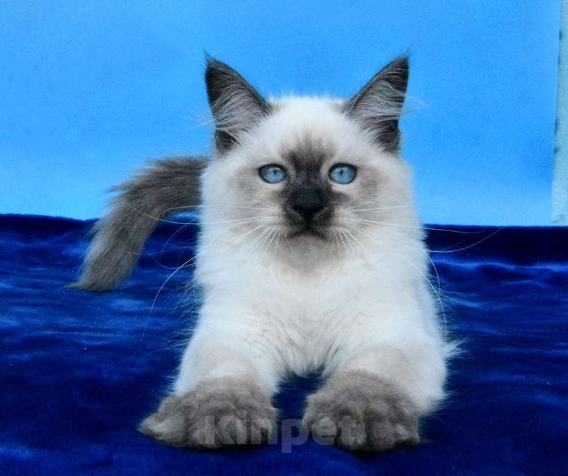 Кошки в Москве: Русская красавица Девочка, 50 000 руб. - фото 5