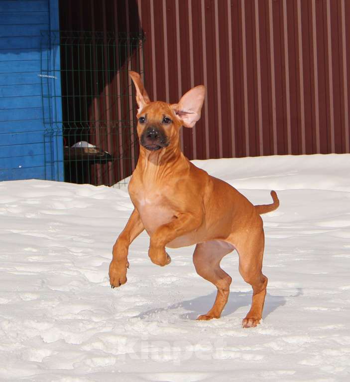 Собаки в Москве: Девочка Родезийского Риджбека Девочка, Бесплатно - фото 6