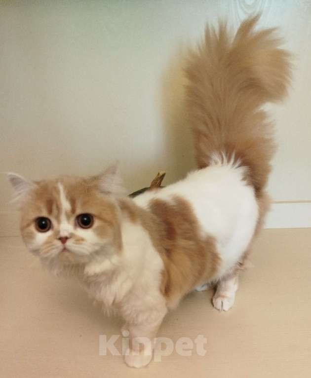 Кошки в Валдае: Кошечка- принцесса из помета победителя выставки Девочка, 30 000 руб. - фото 2