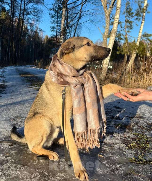Собаки в других городах Московской области: Щенок в добрые руки  Мальчик, Бесплатно - фото 8